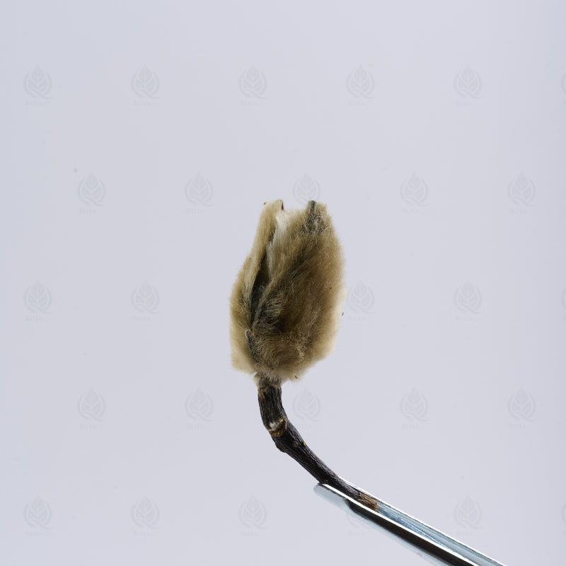 Boutons de Magnolia (Xin Yi Hua) – vue de dessus
