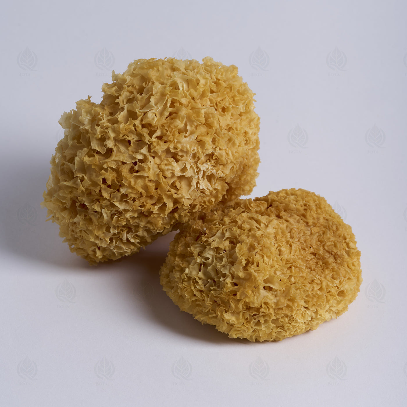 Trémelle blanche (Champignon des neiges) (Yin Er) – vue de côté
