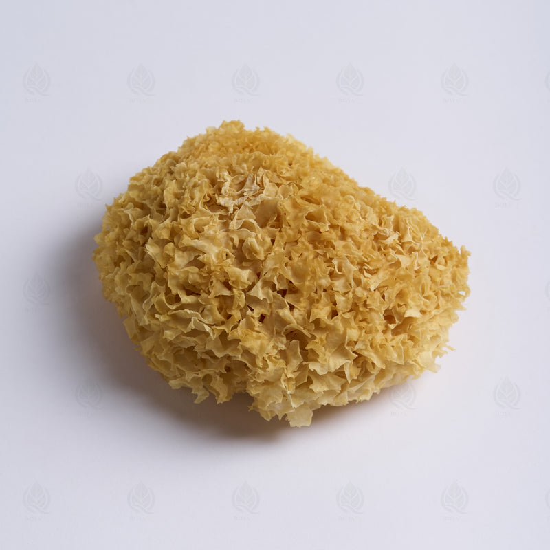 Trémelle blanche (Champignon des neiges) (Yin Er) – vue de côté