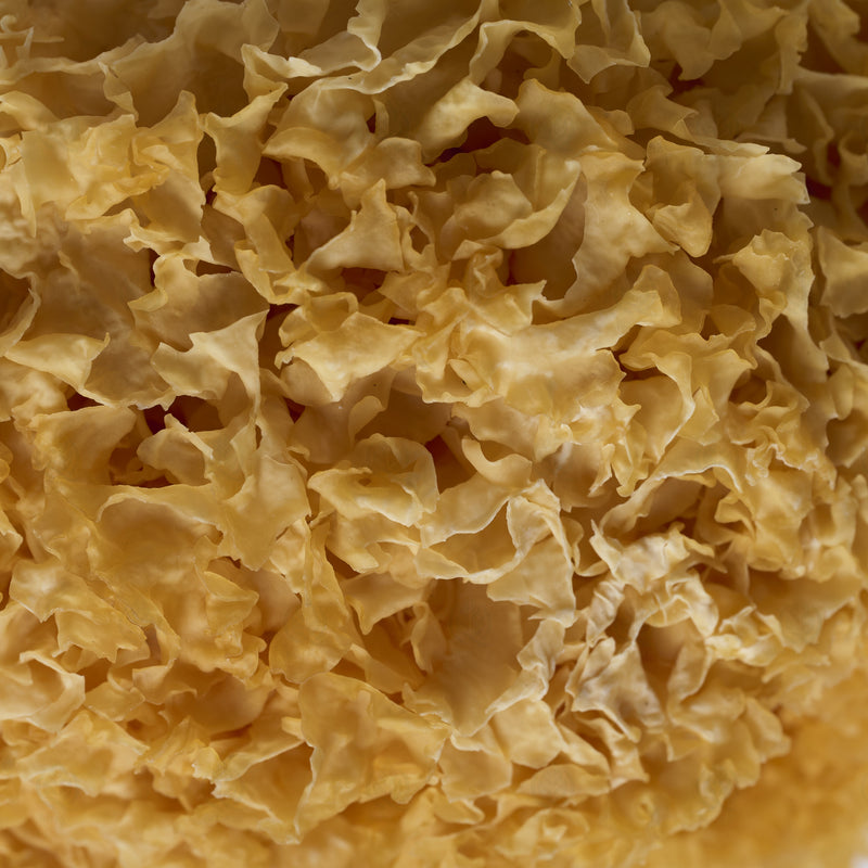 Trémelle blanche (Champignon des neiges) (Yin Er) – vue de dessus