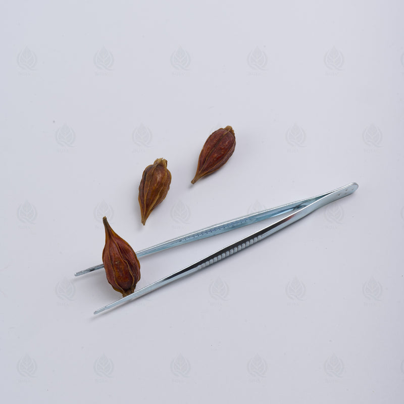 Fruit du Gardénia (Zhi Zi) – vue de côté