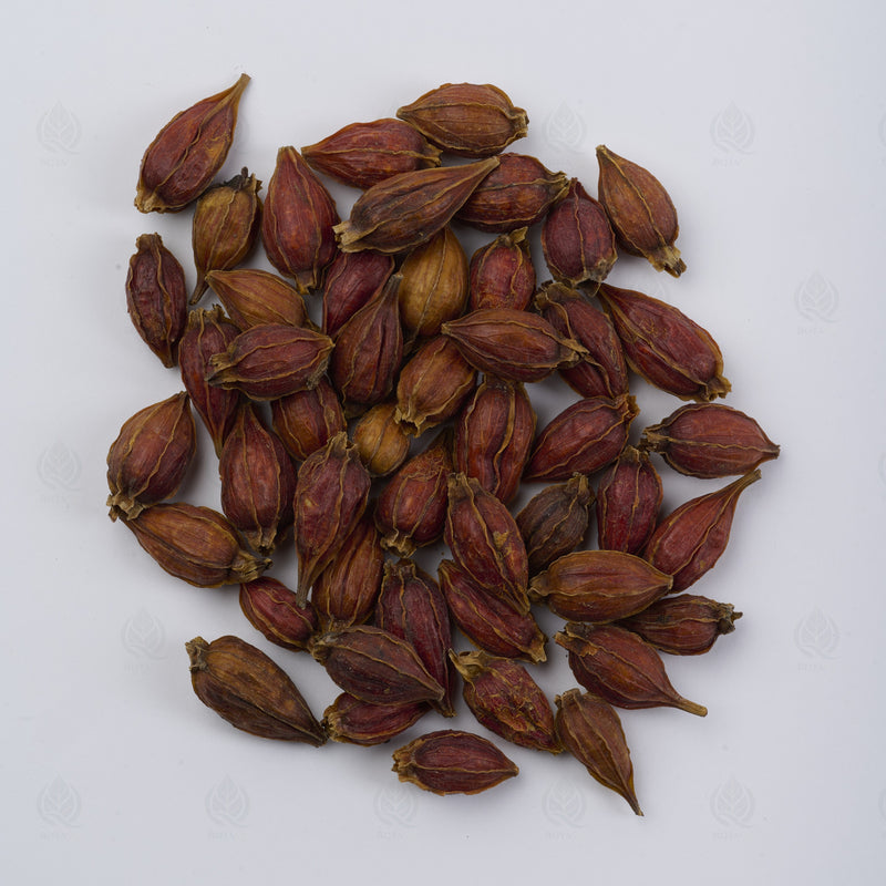 Fruit du Gardénia (Zhi Zi) – vue de dessus